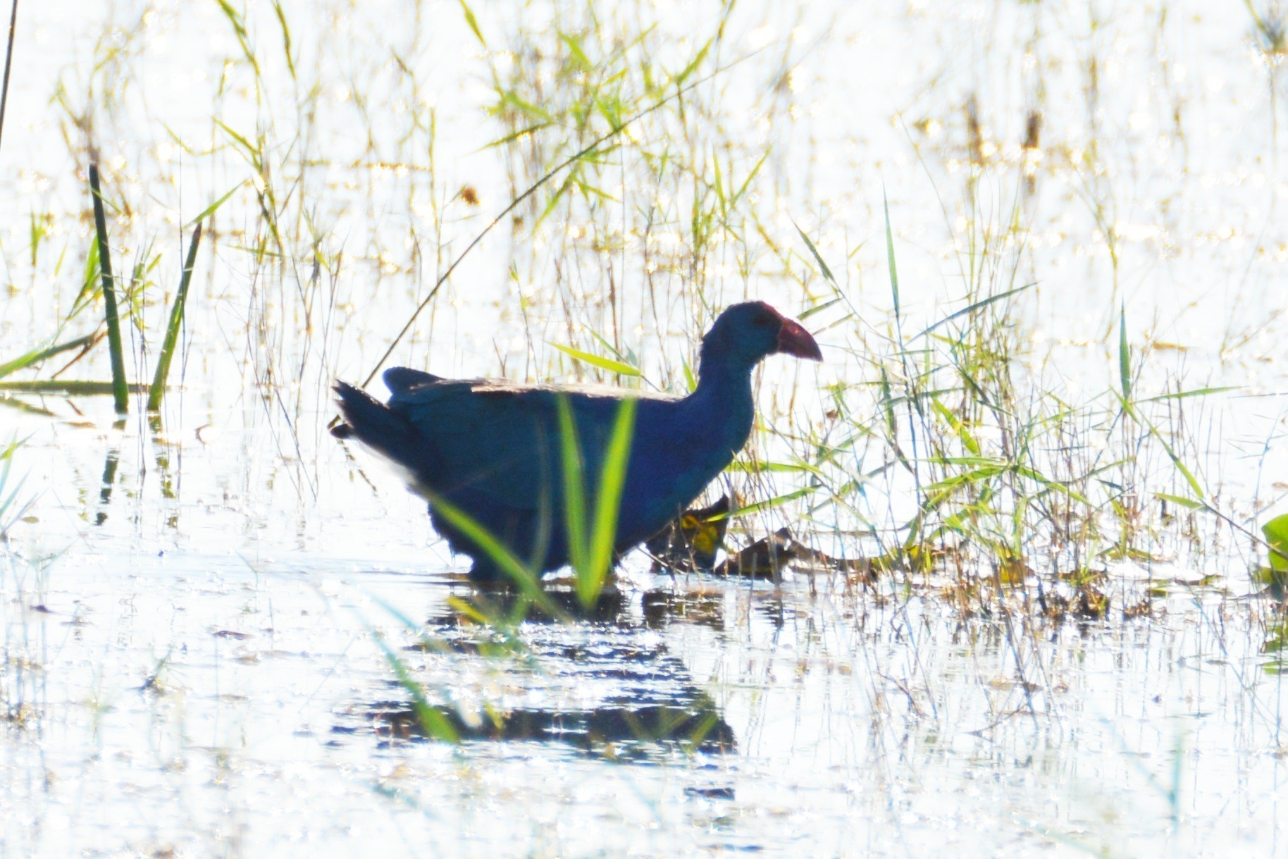 Western Swamphen