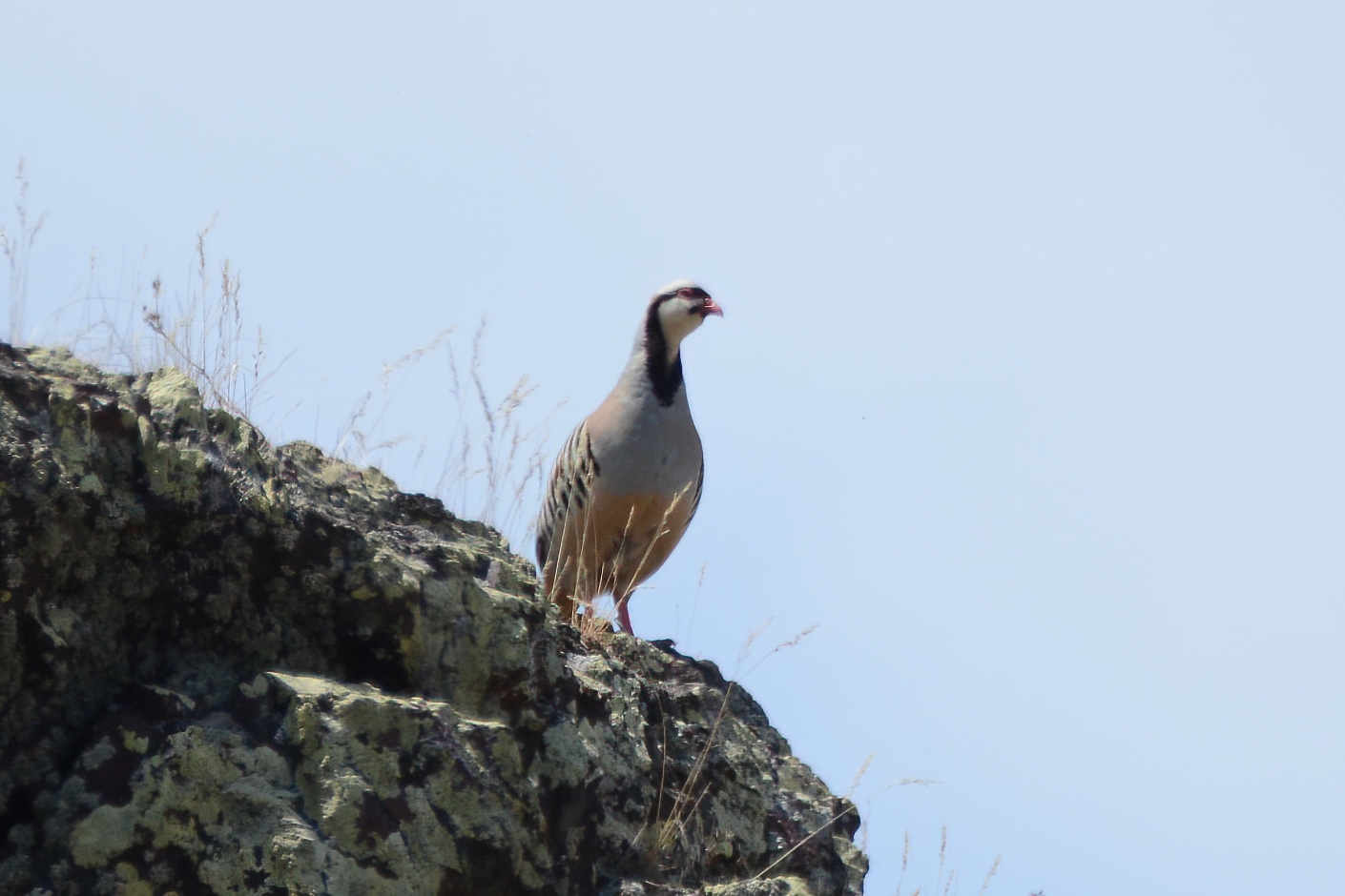 Chukar