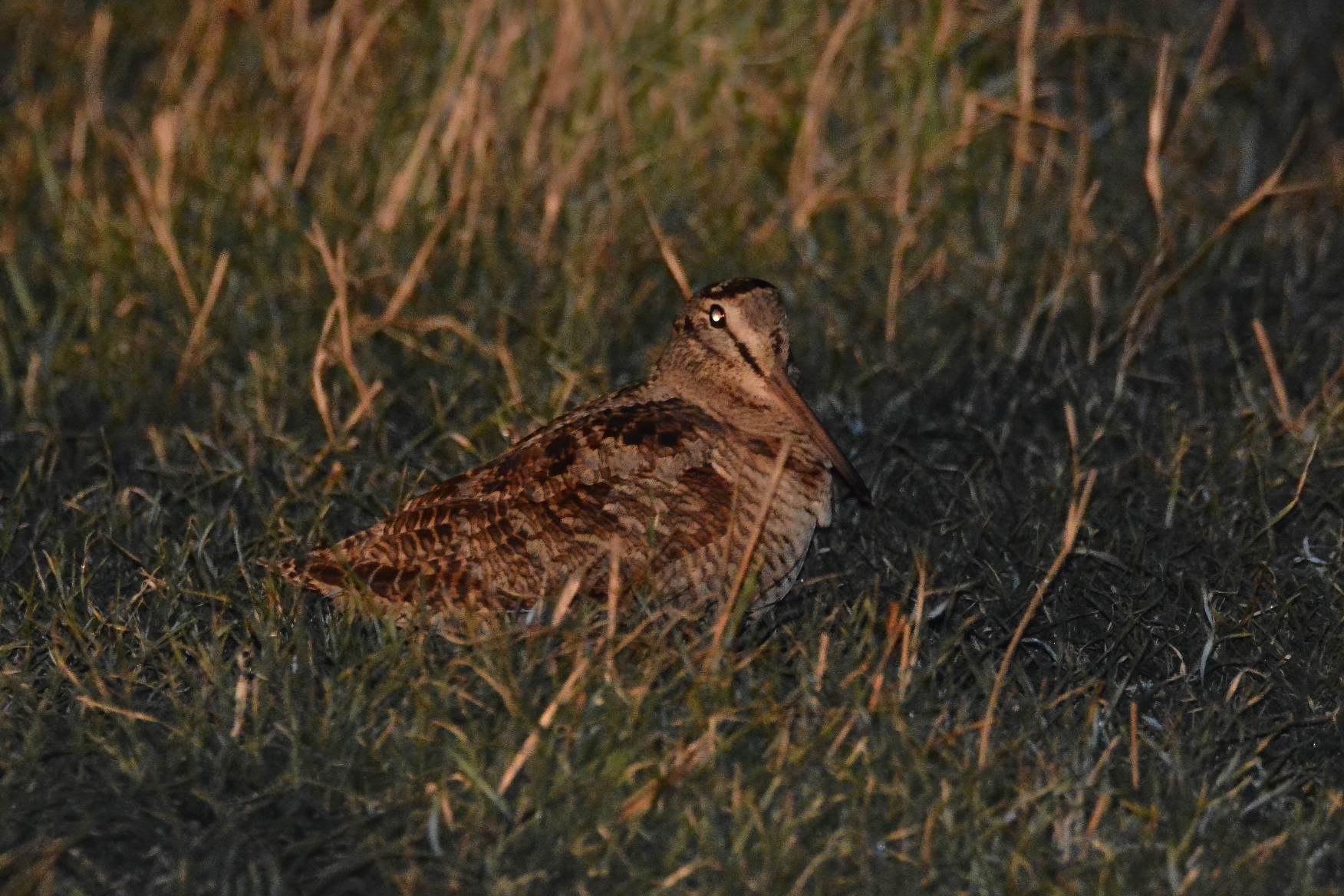 Eurasian Woodcock