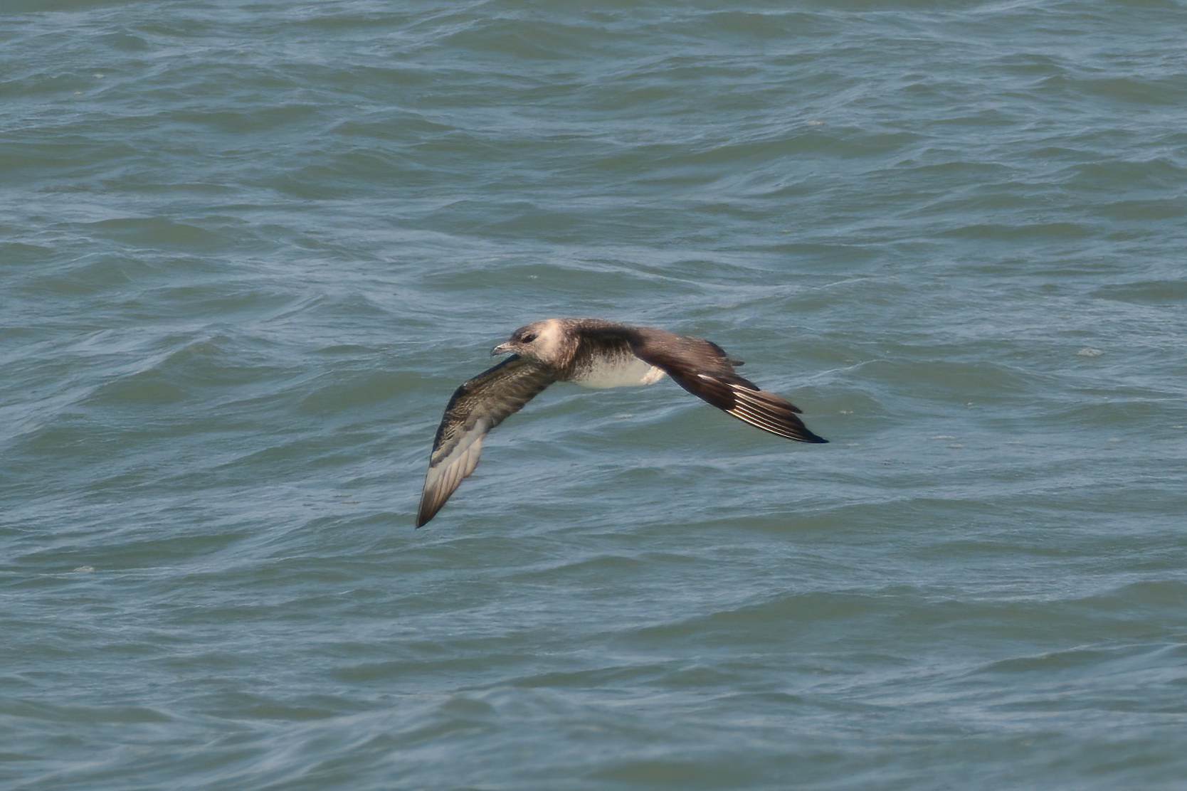 Pomarine Jaeger