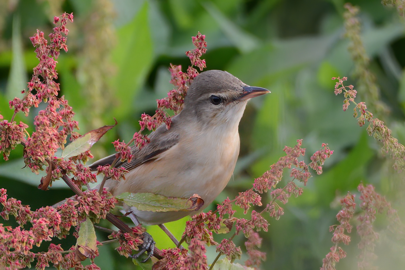 Great Reed Warbler