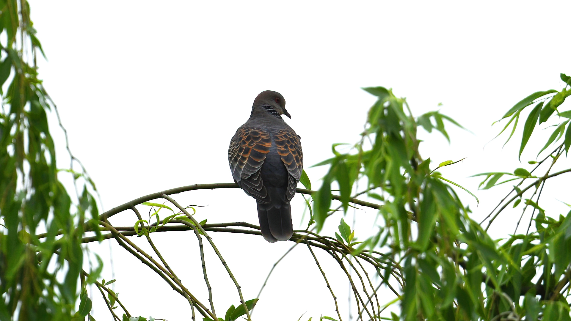 Oriental Turtle-Dove