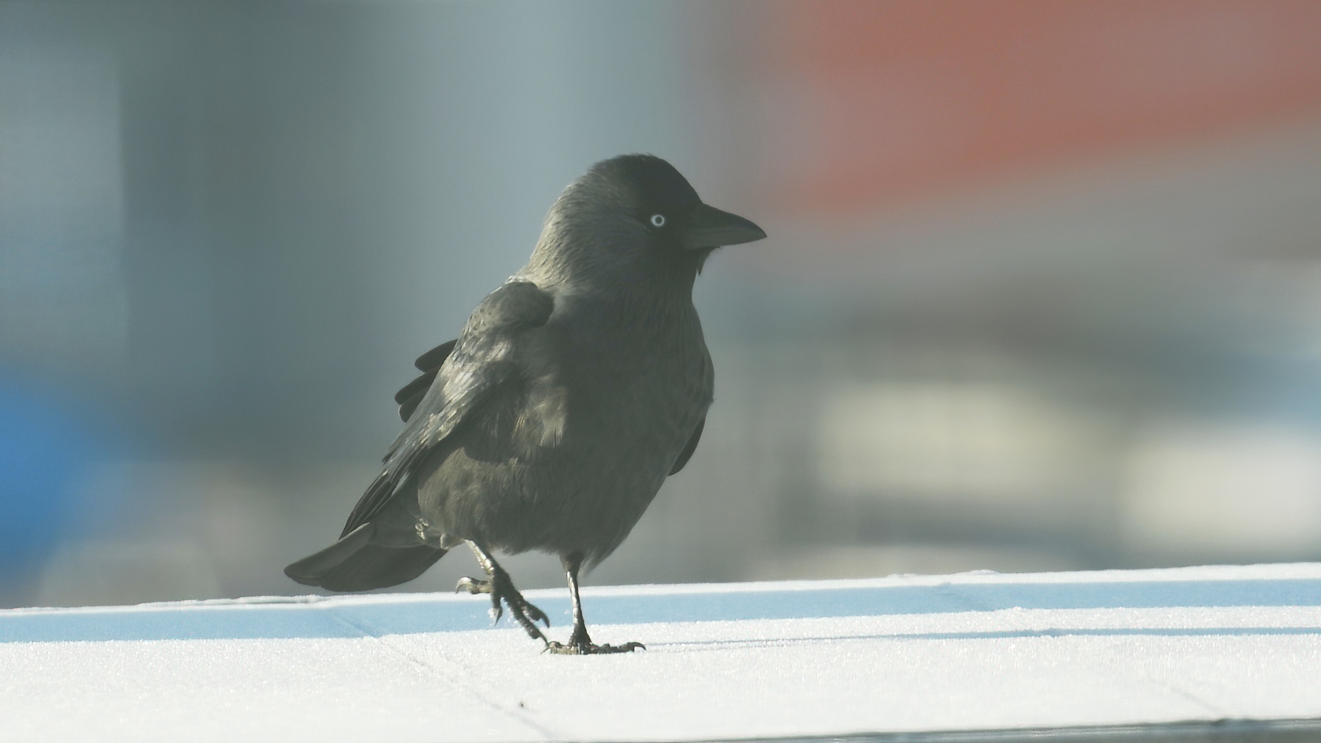 Eurasian Jackdaw