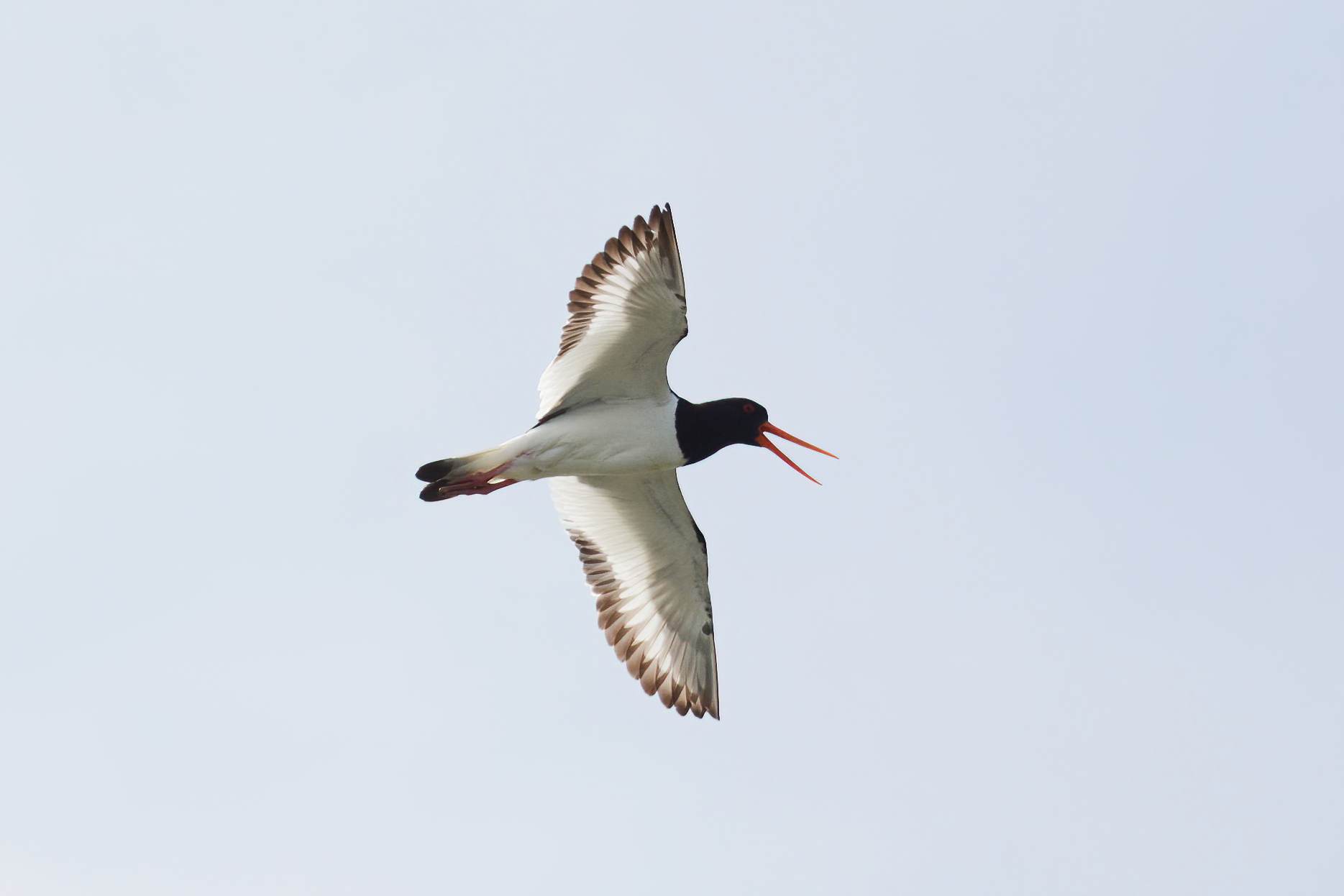Eurasian Oystercatcher
