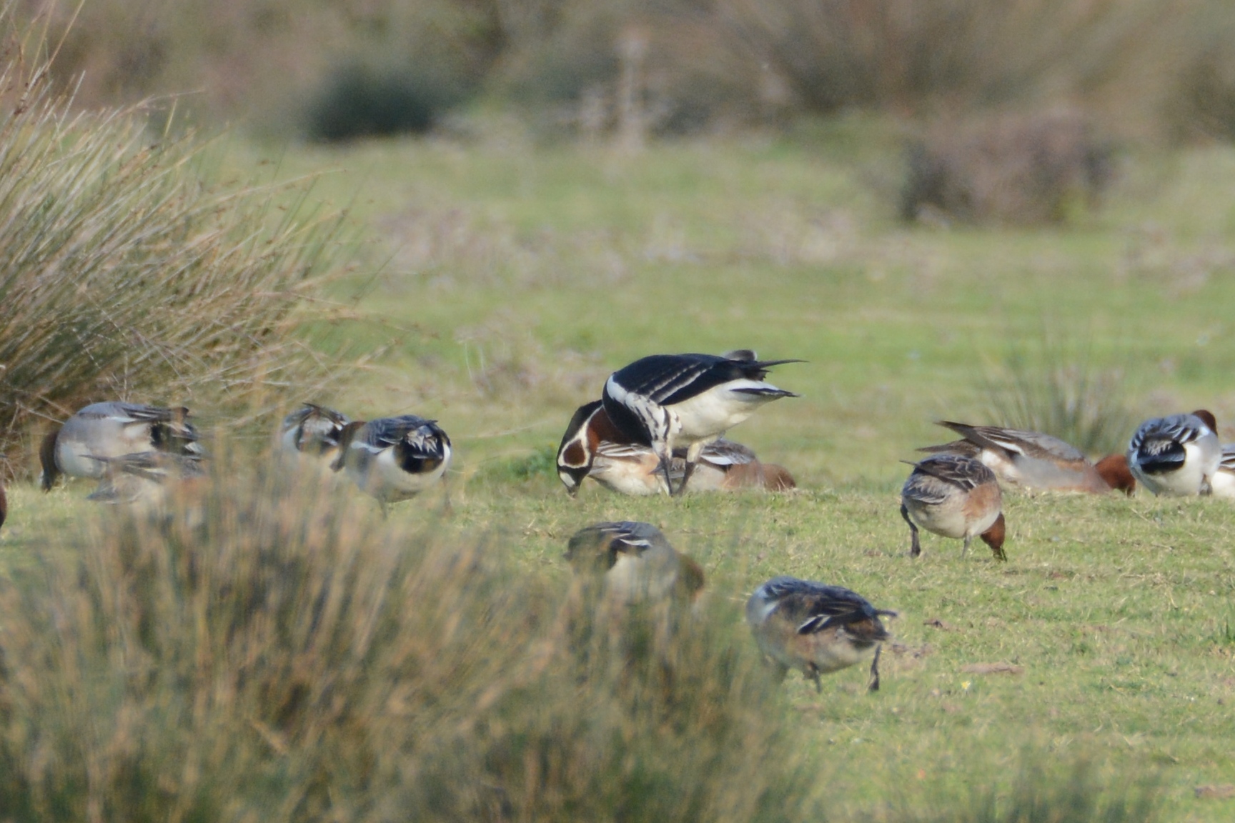 Red-breasted Goose