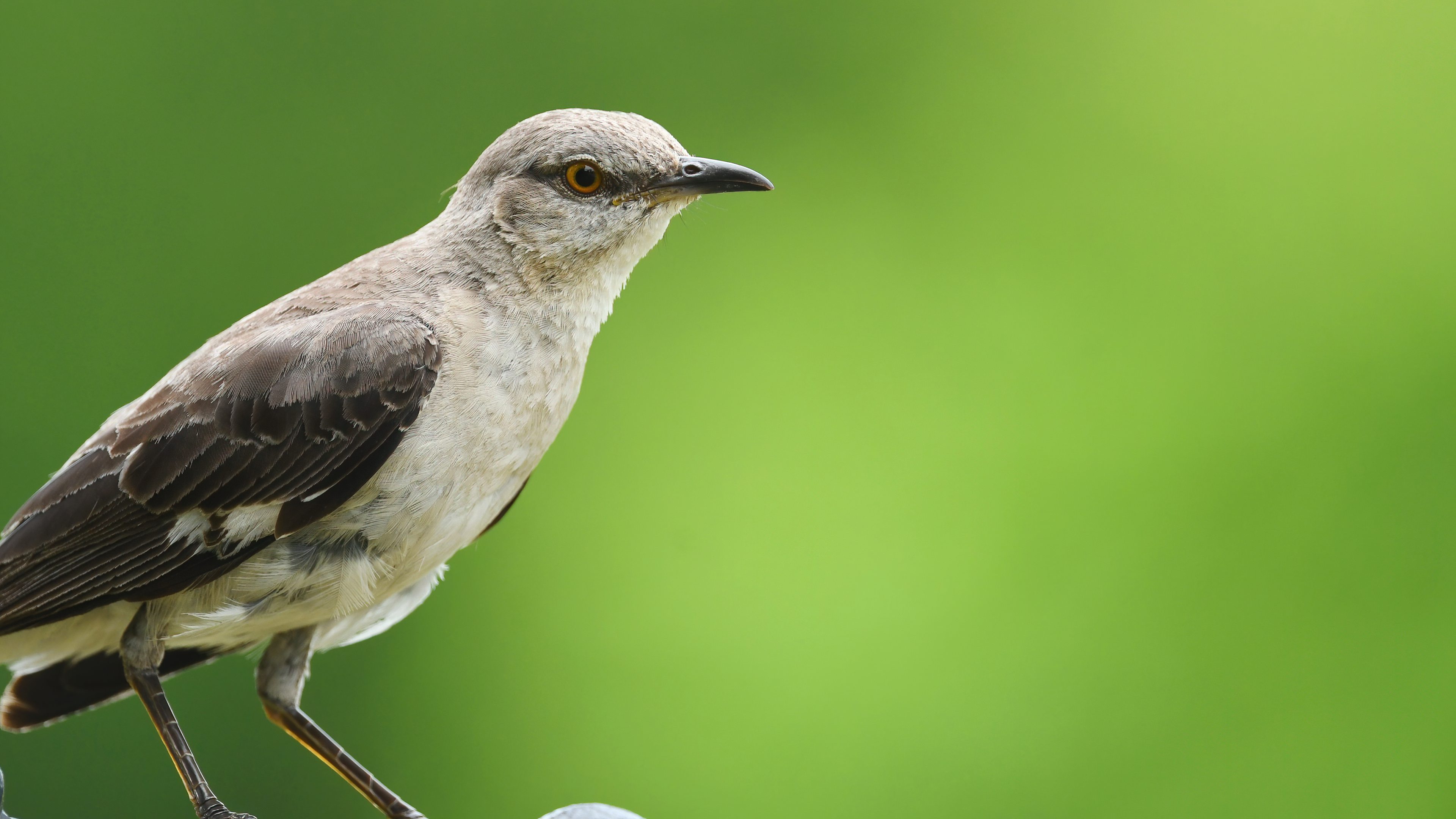 Northern Mockingbird
