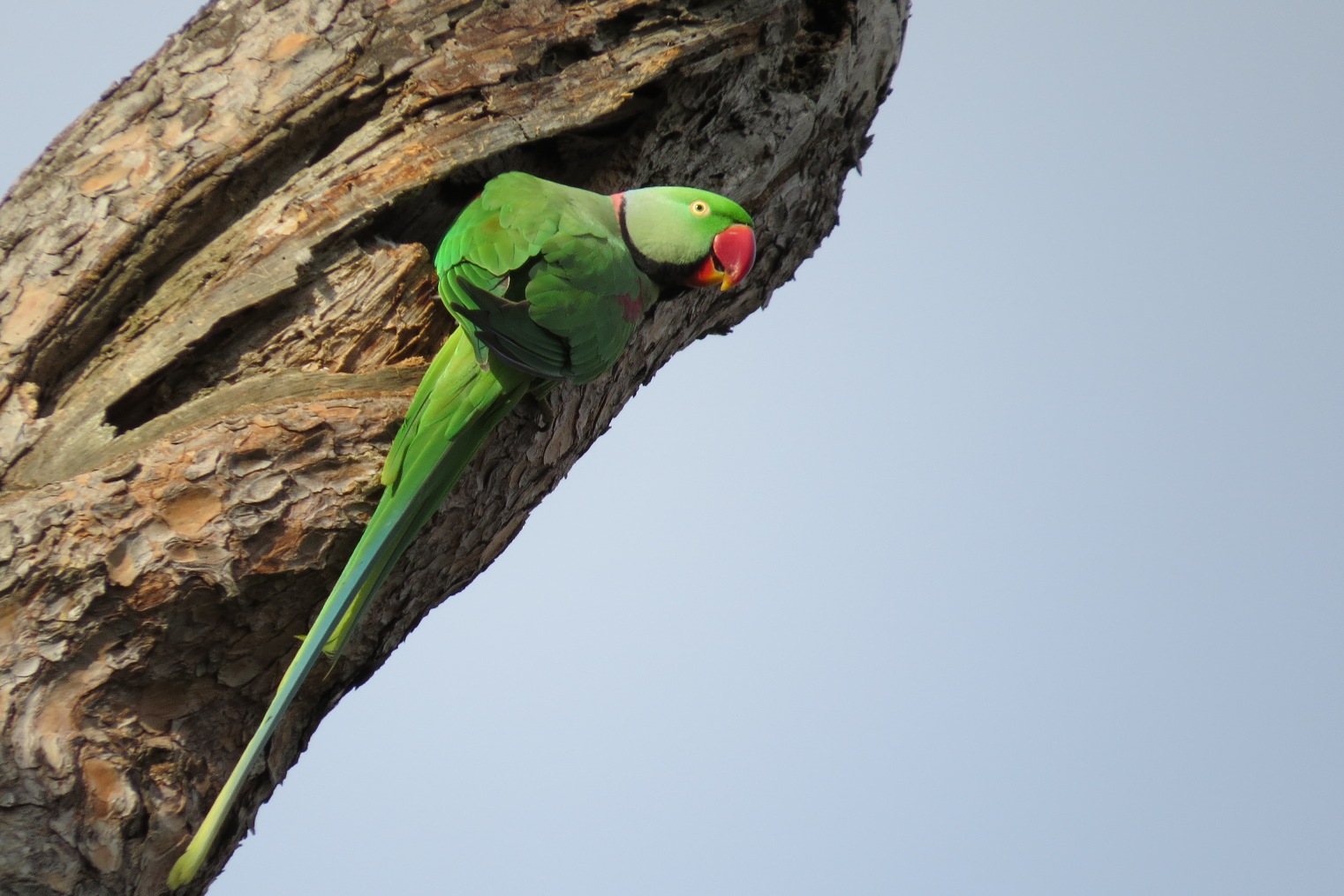 Alexandrine Parakeet