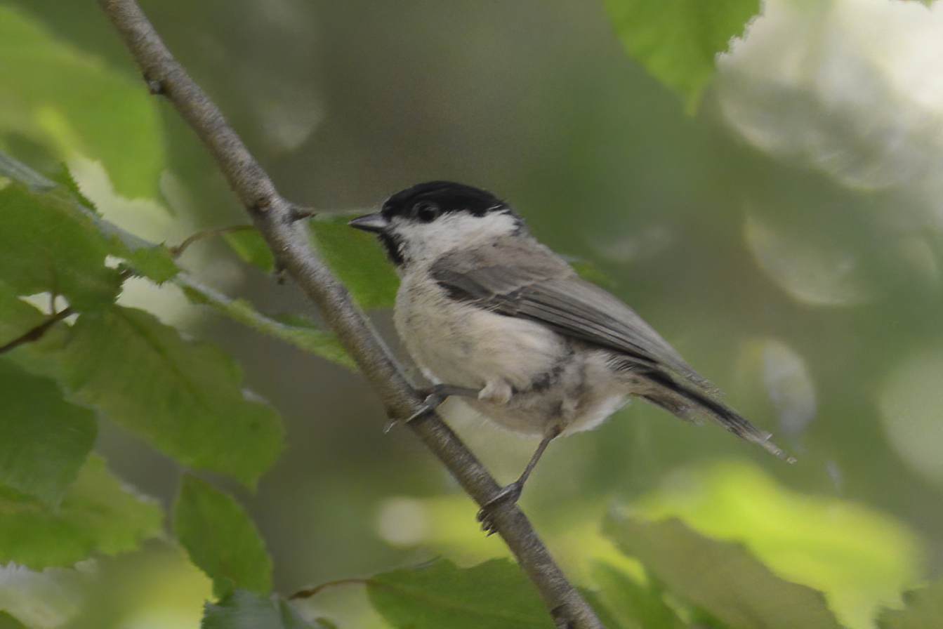 Marsh Tit