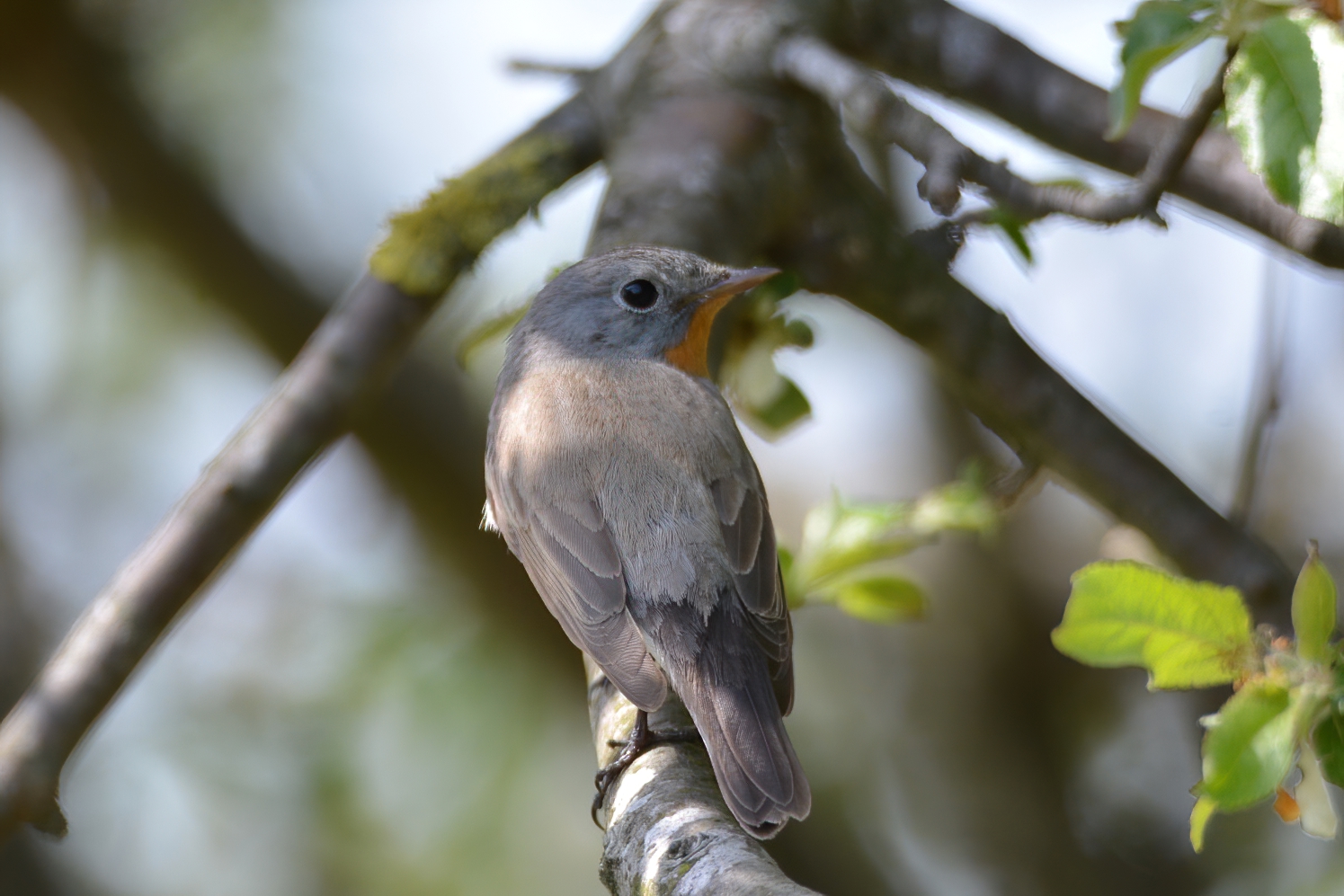 Red-breasted Flycatcher