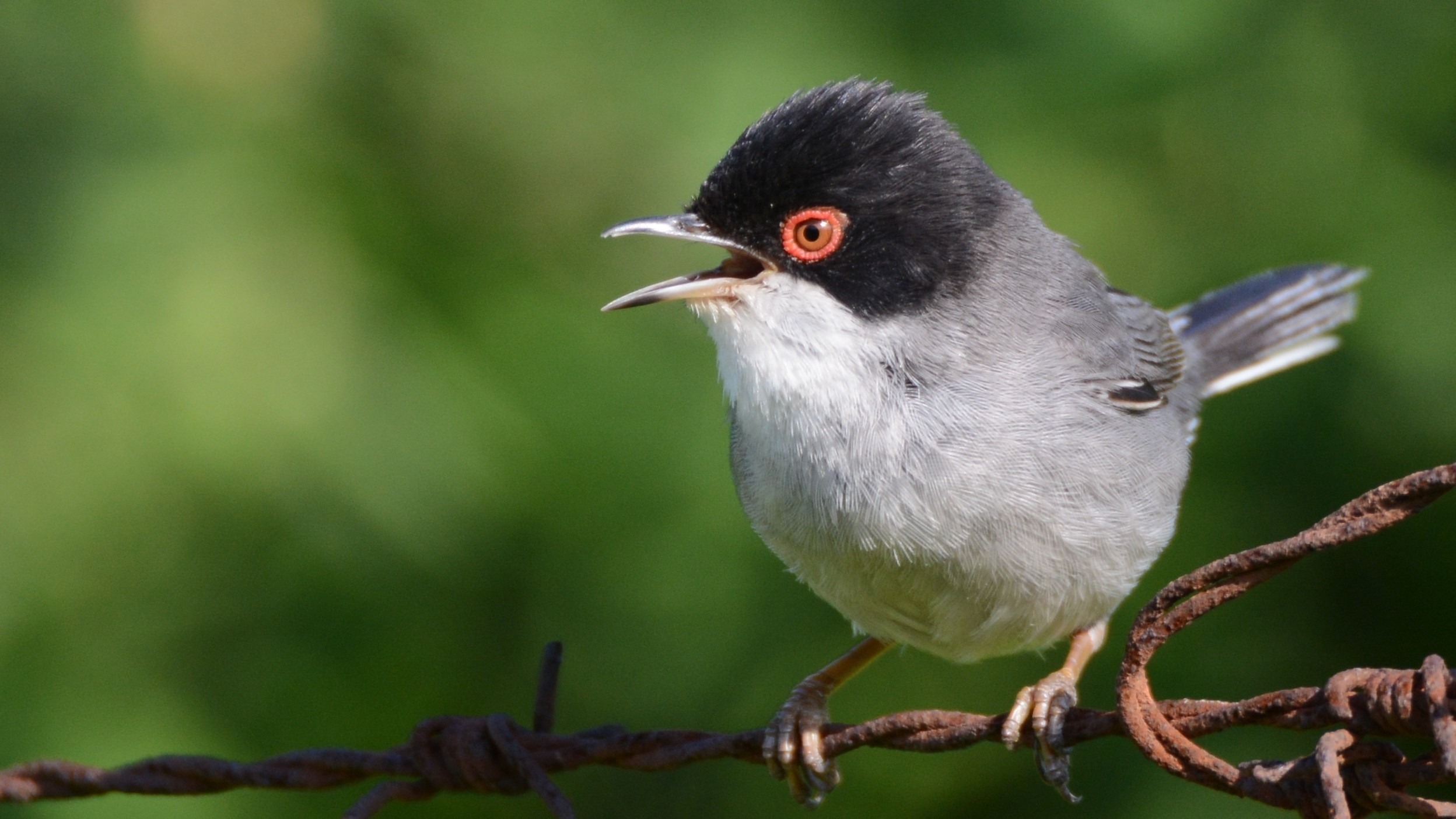 Sardinian Warbler