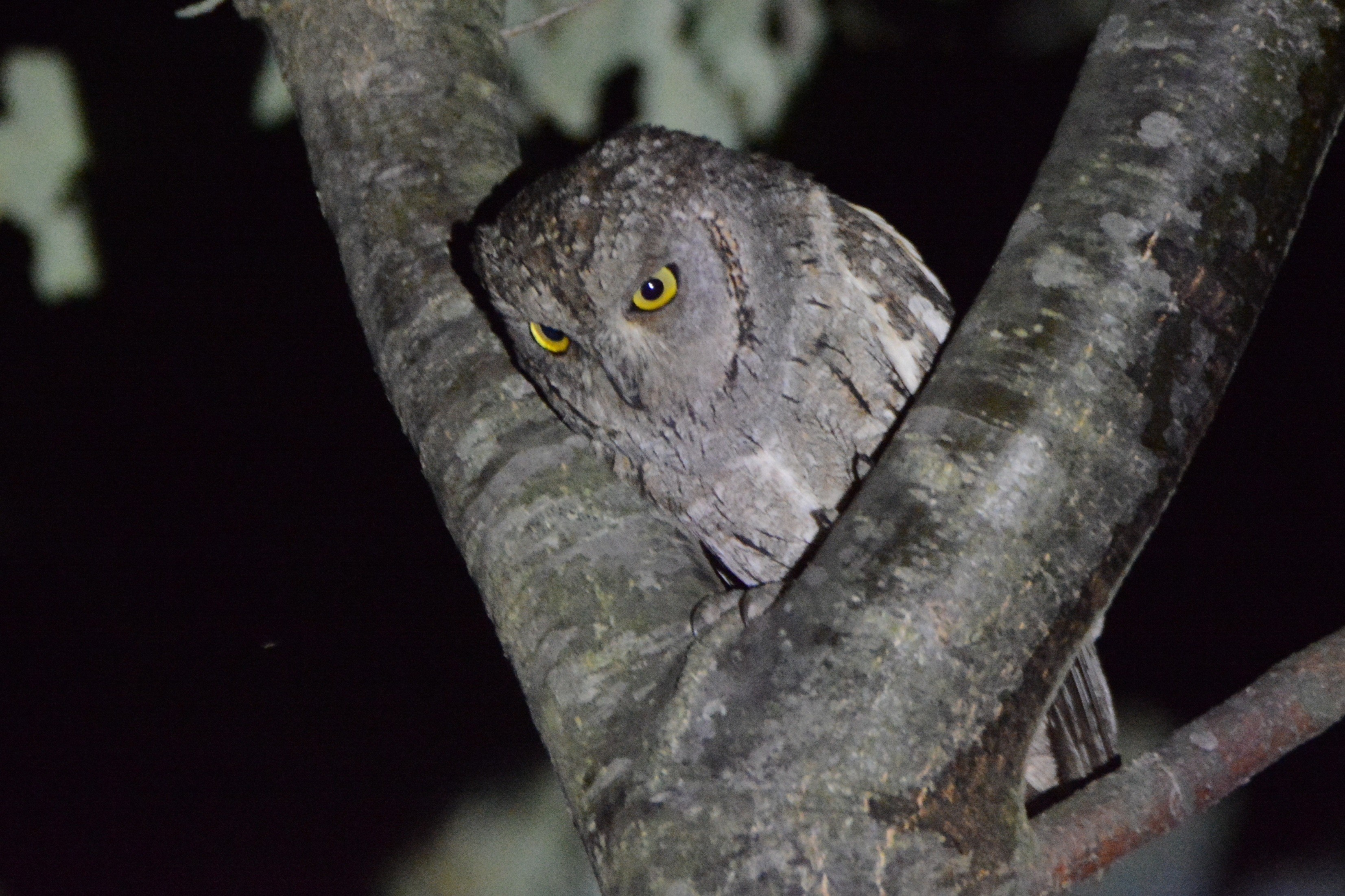 Eurasian Scops-Owl