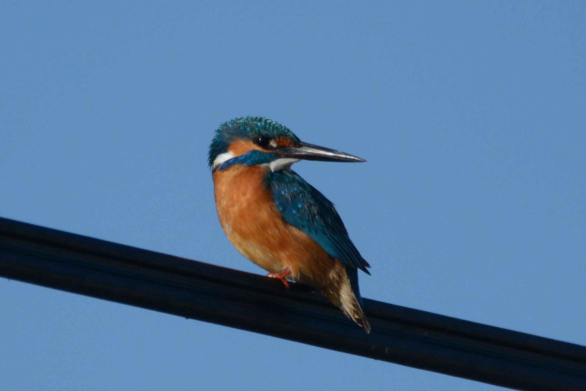Common Kingfisher