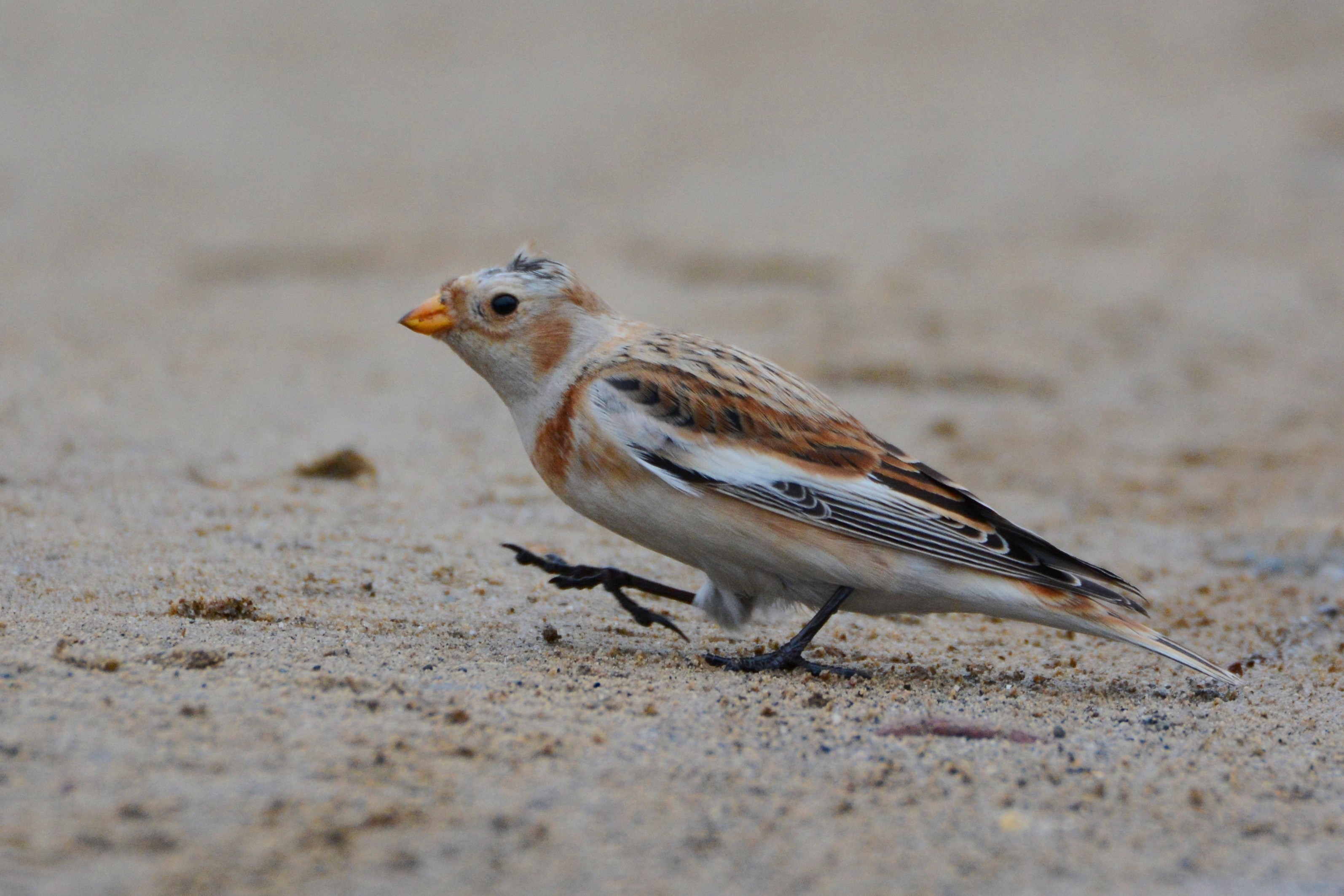 Snow Bunting
