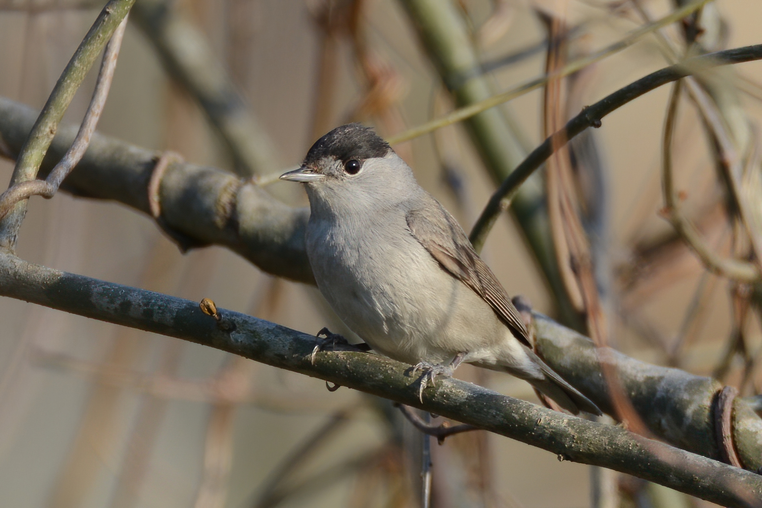 Eurasian Blackcap