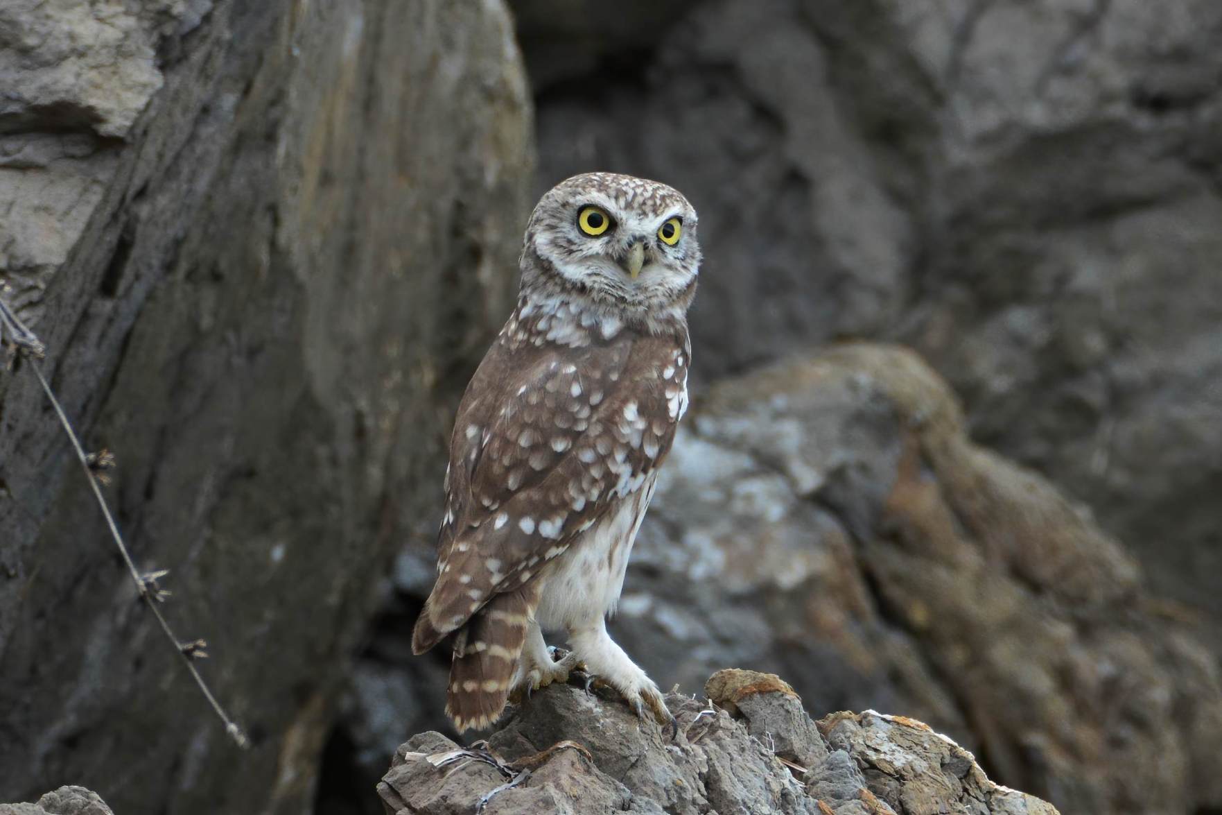 Little Owl
