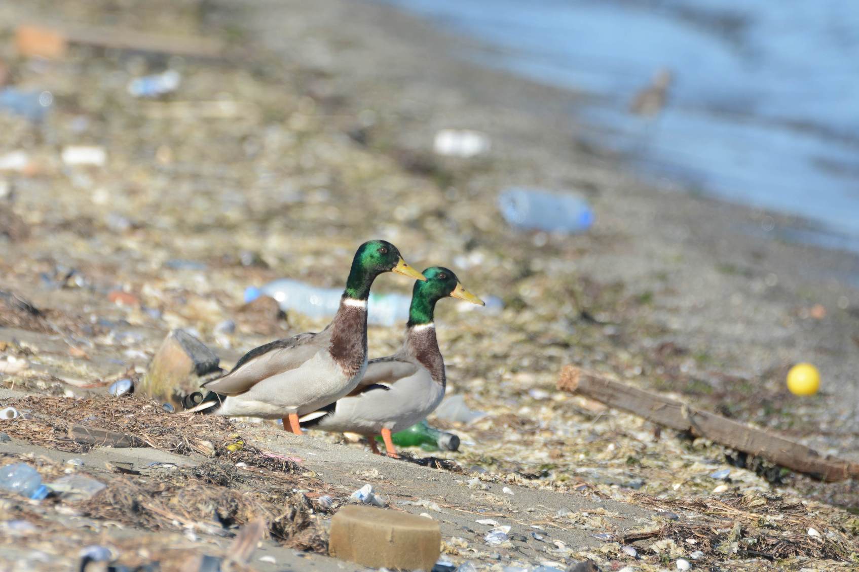 Mallard