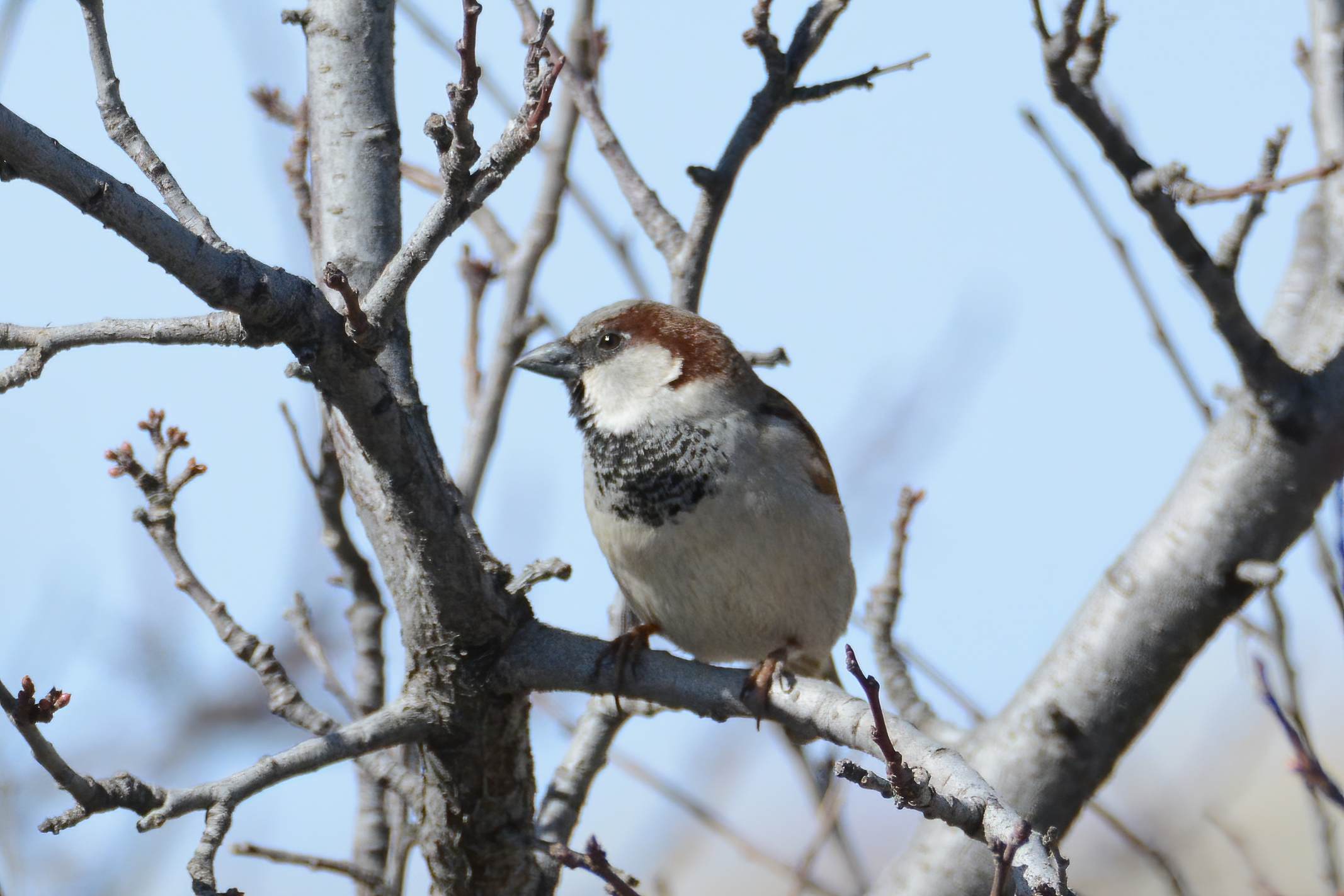 House Sparrow