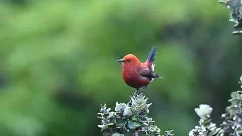 Apapane