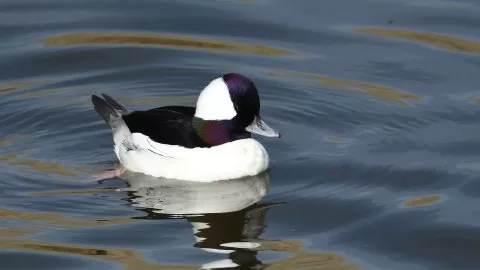 Bucephala albeola