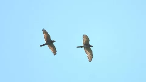 Butastur indicus