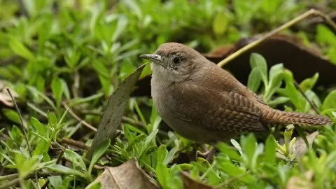 Troglodytes aedon
