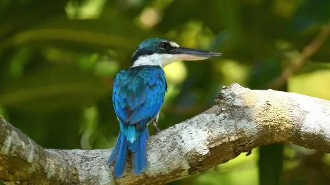Todiramphus chloris