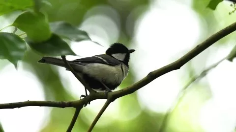 Parus cinereus