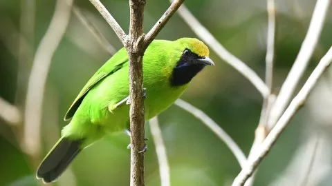 Chloropsis cyanopogon