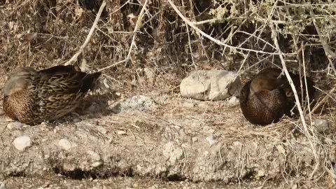 Mexican Duck