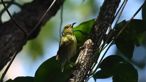 Oahu Amakihi