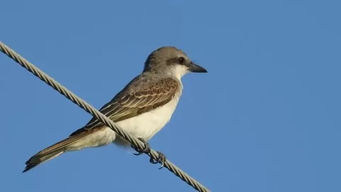 Tyrannus dominicensis