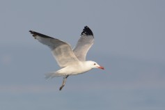 Audouin's Gull