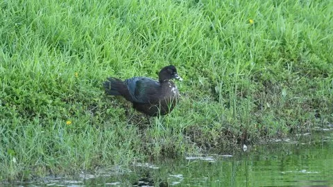 Cairina moschata