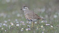 Eurasian Dotterel