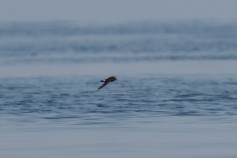 European Storm-Petrel