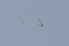 Bonelli's Eagle