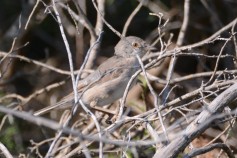 Subalpine Warbler