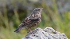 Alpine Accentor