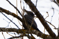 Black Woodpecker