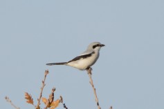 Great Gray Shrike