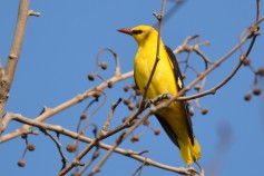Eurasian Golden Oriole