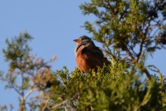 Cretzschmar's Bunting
