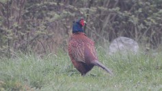 Ring-necked Pheasant