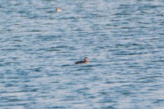 Red-necked Grebe