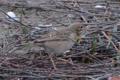Richard's Pipit