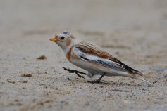 Snow Bunting