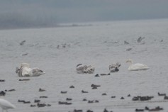 Whooper Swan