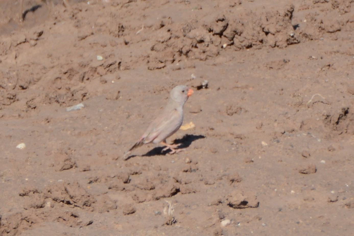 Trumpeter Finch