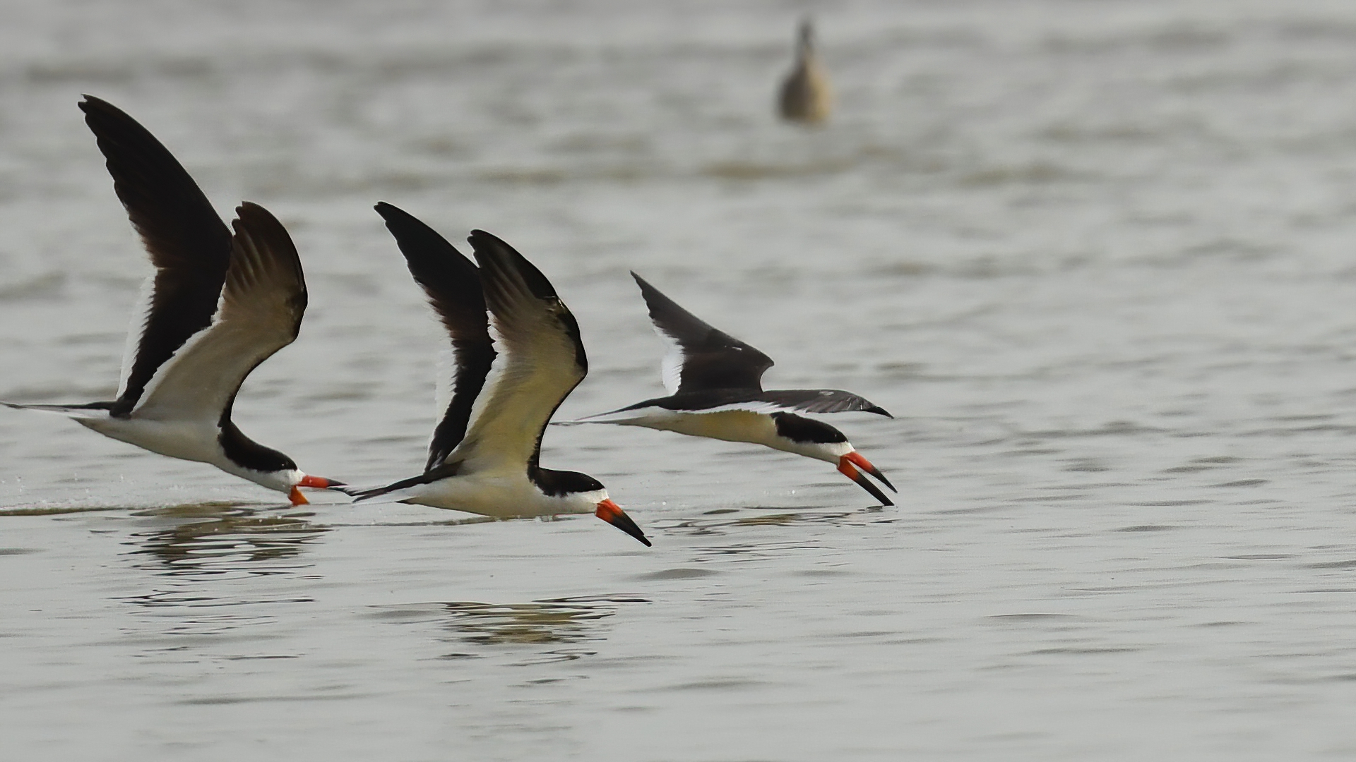 Black Skimmer