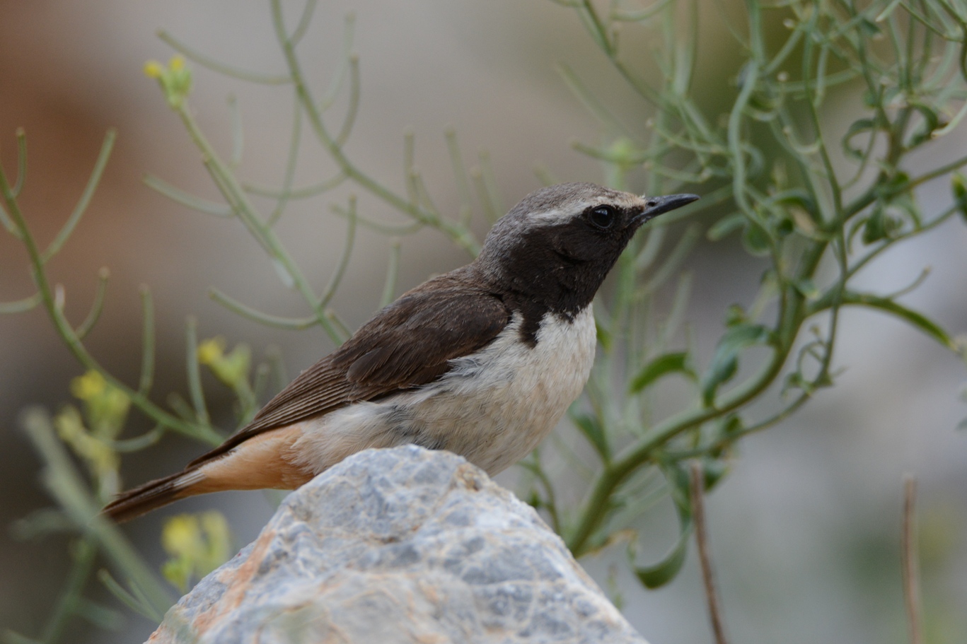 Kurdish Wheatear